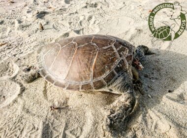 apokefalismeni xelona 12