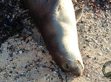 fokia nekri donousa 1