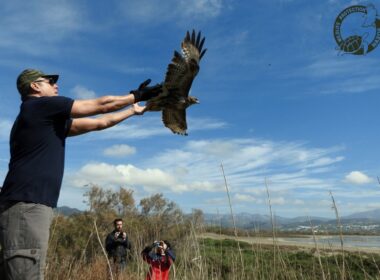 apeleytherosi gerakines 8