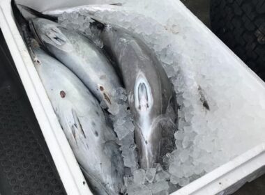 katashesi psaria andros 1