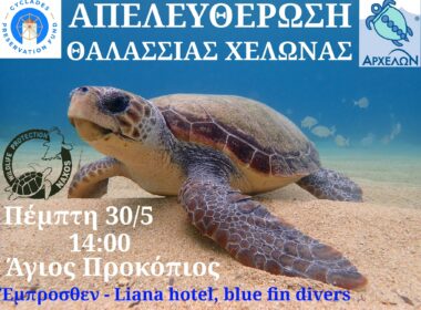 Ελεύθερη στη θάλασσα του Αγίου Προκοπίου Νάξου θα αφεθεί η Caretta-Caretta «Ζωή»