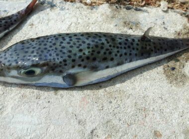 λαγοκέφαλων