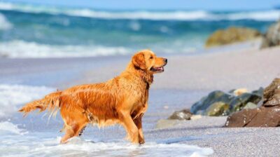 Σκύλος στην παραλία: Τι επιτρέπεται και τι απαγορεύεται