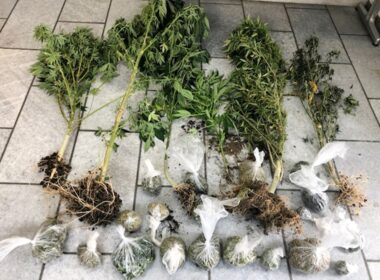 Σύλληψη Νάξος κατοχή και καλλιέργεια κάνναβης