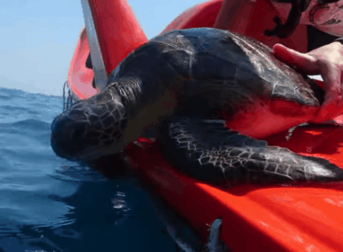 Ερμής απελευθέρωση