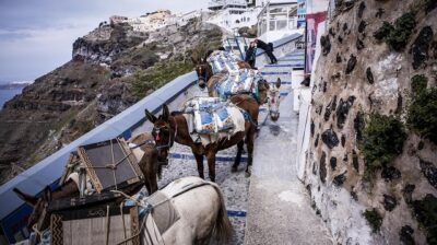 ΝΕΜΕΣΙΣ: Δύο επιστολές στον Πρωθυπουργό για τα γαϊδουράκια της Σαντορίνης και το κυνήγι μετά τις πυρκαγιές