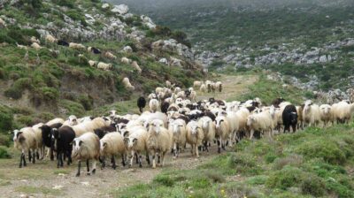 Υπουργείο Αγροτικής Ανάπτυξης: Κατανομή 89 εκατ. ευρώ σε κτηνοτρόφους