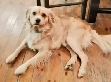 βρέθηκε το εικονιζόμενο σκυλάκι