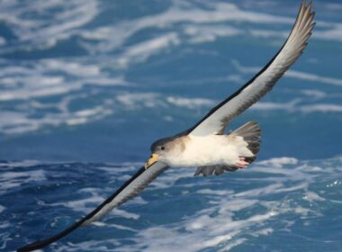 Γκαλαπάγκος της Μεσογείου