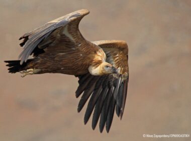 όρνια Νάξου