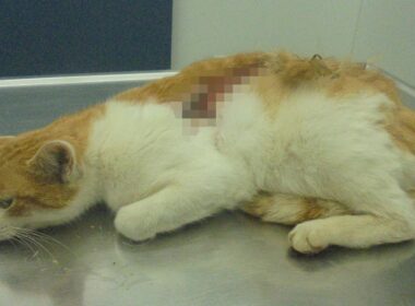 Πάρος: Οξύ έριξε ασυνείδητος στην πλάτη αδέσποτης γάτας