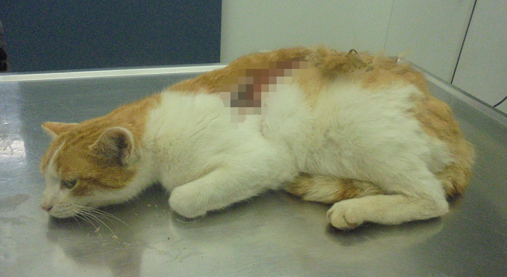Πάρος: Οξύ έριξε ασυνείδητος στην πλάτη αδέσποτης γάτας