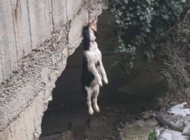 κρέμασμα του σκύλου