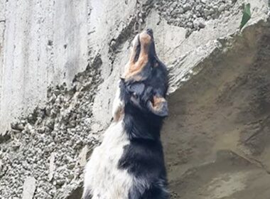 κρεμασμένο σκυλί στη Μονή Νάξου