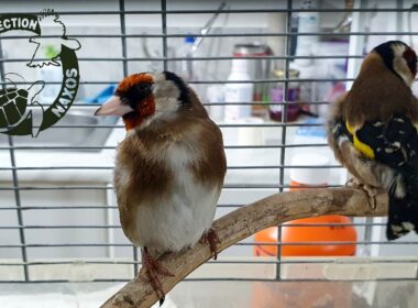 αιχμαλωσία άγριων πουλιών