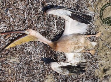 Ροδοπελεκάνος