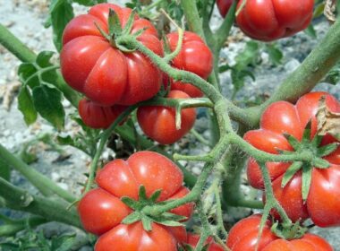ενίσχυση πρωτογενούς τομέα - ντομάτες