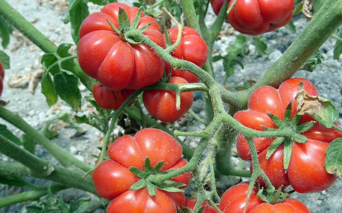ενίσχυση πρωτογενούς τομέα - ντομάτες