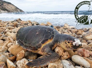 νεκρή θαλάσσια χελώνα