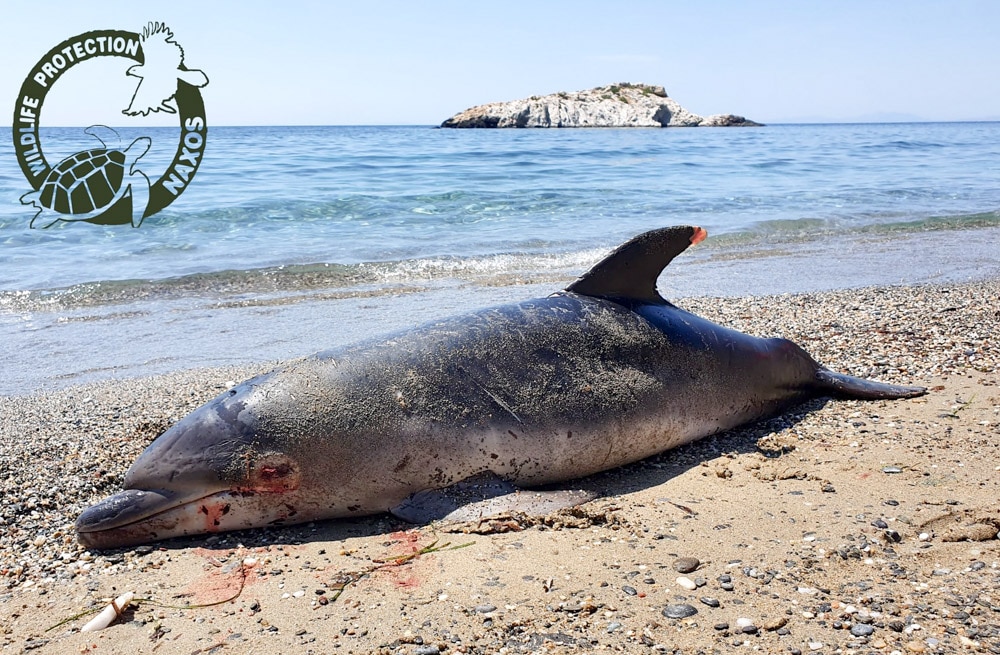 Νεκρό δελφίνι στην παραλία της Χίλιας Βρύσης