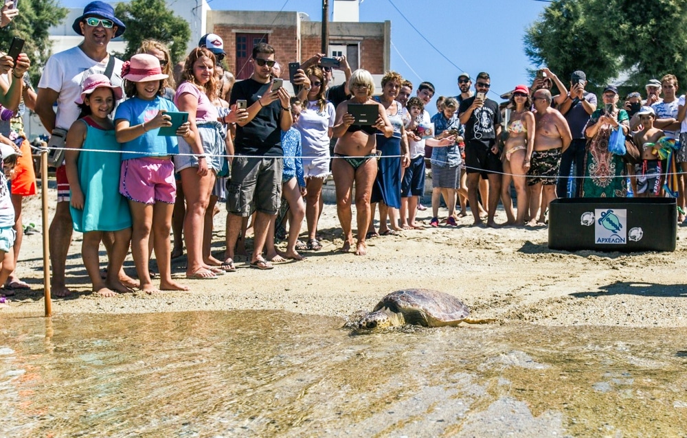 θαλάσσια χελώνα Πηνελόπη απελευθέρωση