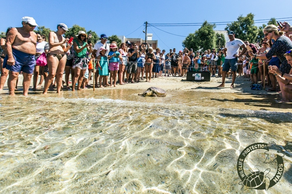θαλάσσια χελώνα Πηνελόπη απελευθέρωση