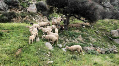 H ευλογιά των αιγοπροβάτων εμφανίστηκε στην Άνδρο – Έκτακτα μέτρα από τον δήμο