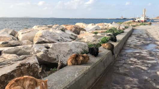Νάξος: Καταγγελία κατά του Δήμου για κακοδιαχείριση και αδιαφορία για τις αδέσποτες γάτες