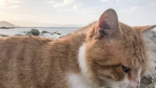 Νάξος: «Γνωστοί-άγνωστοι» πετούν το φαγητό και το νερό αδέσποτων ζώων – Θα βρεθούν αντιμέτωποι με το νόμο λέει το Save the cats