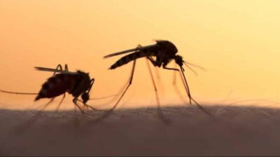Νάξος: Οξυμένο το πρόβλημα με τα κουνούπια - Θα πρέπει άμεσα να ληφθούν μέτρα