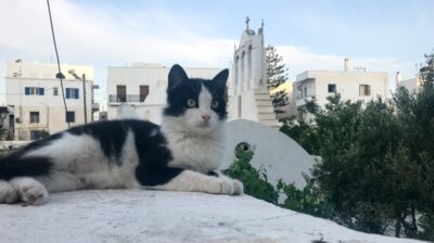 Νάξος: Δράσεις για τη διαχείριση των αδέσποτων ζώων – Κάλεσμα συμμετοχής των πολιτών