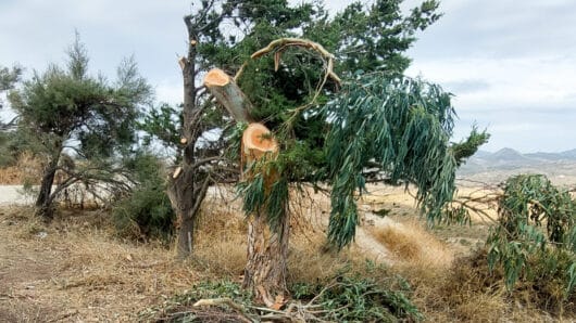 Το παράπονο ενός δέντρου – Βάναυσο κλάδεμα δέντρων στο δρόμο Γαλανάδο-Σαγκρί Νάξου