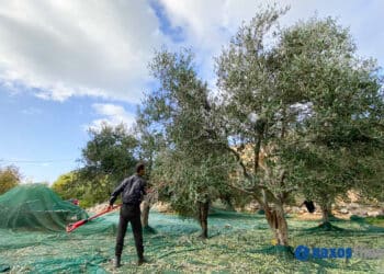 μάζεμα ελιάς, ελαιοτριβείο