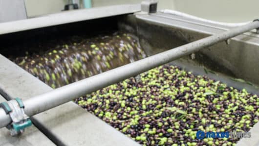 μάζεμα ελιάς, ελαιοτριβείο