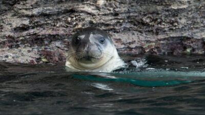 Εθνικό Θαλάσσιο Πάρκο Νοτίου Αιγαίου – Τι σημαίνει για την προστασία του θαλάσσιου περιβάλλοντος