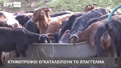 Σε απόγνωση οι κτηνοτρόφοι λόγω της ακρίβειας – Στην ΕΡΤ News η συνάντηση Γεωργαντά με την ΕΘΕΑΣ (video)