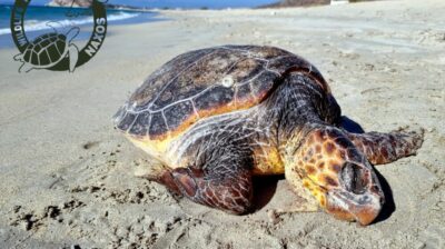 Επέστρεψε ο «εφιάλτης» στη Νάξο: Νεκρές τρεις θαλάσσιες χελώνες!