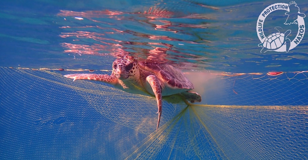 θαλάσσιες χελώνες δίχτυα