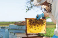 Αγροτικός Μελισσοκομικός Συνεταιρισμός