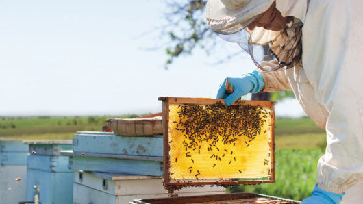 Αγροτικός Μελισσοκομικός Συνεταιρισμός