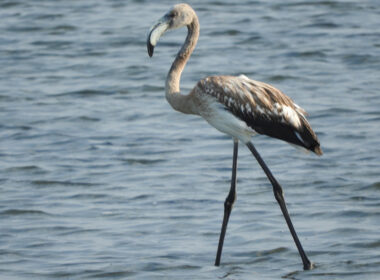 Ένα πανέμορφο φλαμίνγκο στη Λαγκούνα