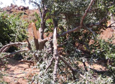 ελαιώνας Κινίδαρος