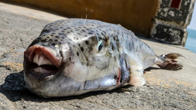 Επιθέσεις λαγοκέφαλων απειλούν ψάρια και κολυμβητές (video)
