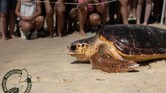 Νάξος: Μια γιορτή για τη θαλάσσια χελώνα στον Άγιο Προκόπιο (video)