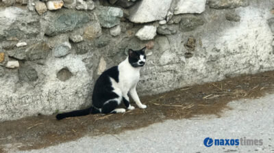 Ανακοίνωση του Δήμου Νάξου και Μικρών Κυκλάδων σχετικά με τις αδέσποτες γάτες