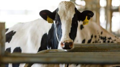 ΕΑΣ Νάξου: Αντιμετώπιση της έλλειψης γάλακτος στη Νάξο με την εισαγωγή 100 Αγελάδων από την Ολλανδία (video)