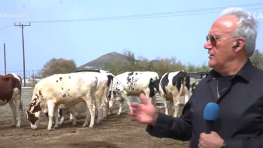 ΕΑΣ: Ενίσχυση της κτηνοτροφίας στη Νάξο με την άφιξη 100 Ολλανδικών αγελάδων