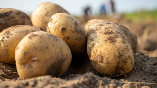 Η ανομβρία απειλεί την πατάτα Νάξου (video)