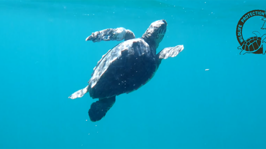 Νάξος: Η νεαρή Caretta caretta “Διώνη” επανεντάχθηκε επιτυχώς στο φυσικό της περιβάλλον (video)