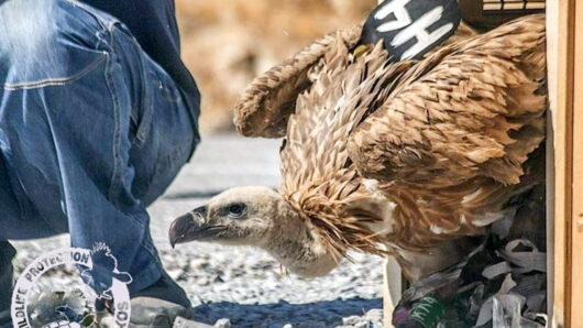 Από τη Νάξο στην Κροατία: Όρνιο βρήκε νέο σπίτι μετά την επιτυχή επανένταξή του από το Σύλλογο Προστασίας Άγριας Ζωής Νάξου